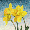 Daffs Fullsize