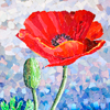 Oriental Poppies Fullsize