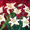 Lilies Fullsize
