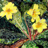 Primroses Fullsize