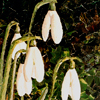 Snow Drops Fullsize