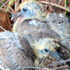 Wood-pigeon-chicks Fullsize