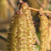 Catkins Fullsize
