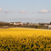 Daffodil-field Fullsize