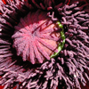 Poppy-center-1-macro Fullsize