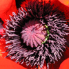 Poppy-center Fullsize