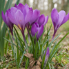 Crocus Fullsize