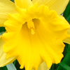 Daffodil Fullsize