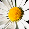 Daisies Fullsize