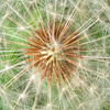 Dandelion-clock Fullsize