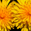 Dandy-lion-flowers Fullsize