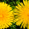 Dandylion-flowers Fullsize