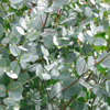 Eucalyptus-leaves Fullsize