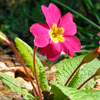 Primula-red Fullsize