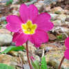 Primula Fullsize