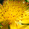 St.john's Wort Fullsize