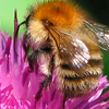 Thistle-bee Fullsize