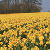 Daffodil-field Cornwall Fullsize