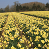 Daffodil-field Fullsize