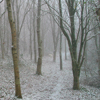 Snow-woodland-trust Fullsize
