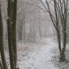Snow-woodland Fullsize